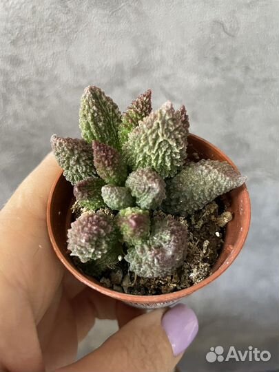 Суккуленты цветы растения