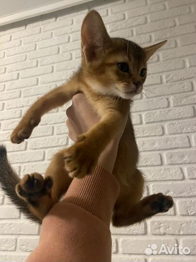 Аббисинский котёнок