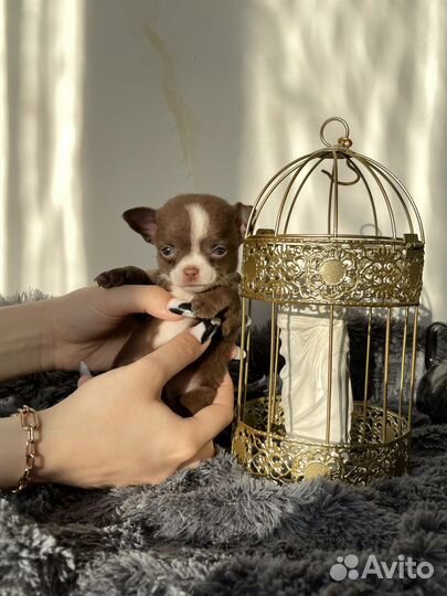 Щенки чихуахуа девочки mini