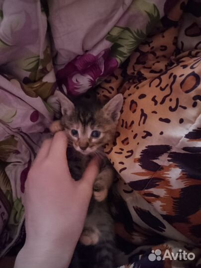 Отдаю маленькое пушистое чудо в добрые руки