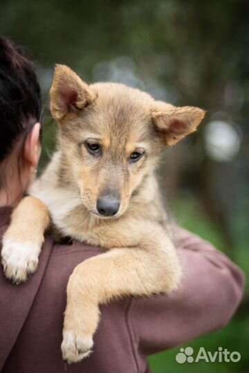 Собаки бесплатно в добрые руки