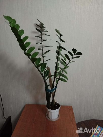 Замиокулькас