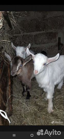 Козлята