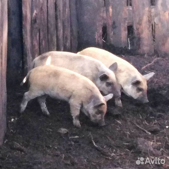 Поросята венгерской пуховой мангалицы