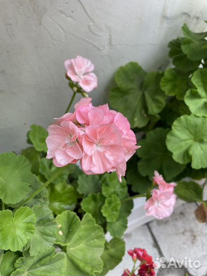 Неукореннённые черенки пеларгонии