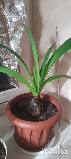 Гиппеаструм