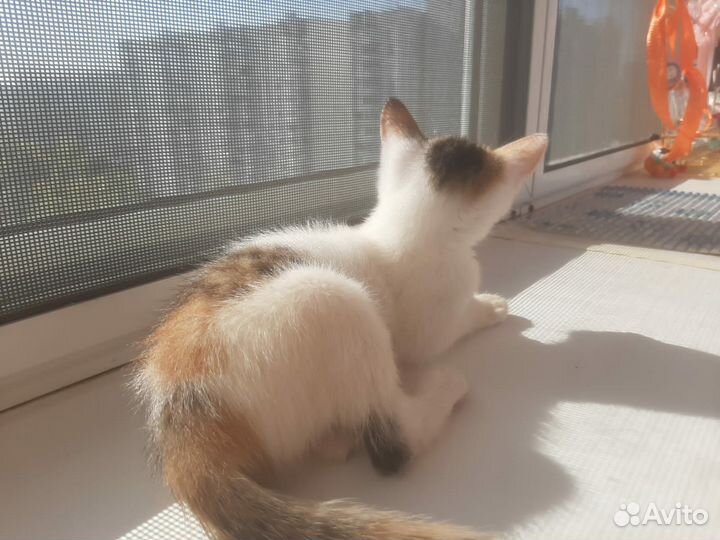 Котейки в добрые ручки)