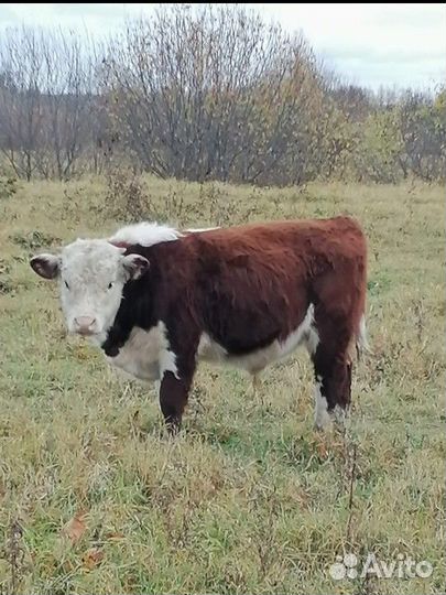 Продаю бычков герефорд