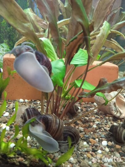 Улитки ампулярии