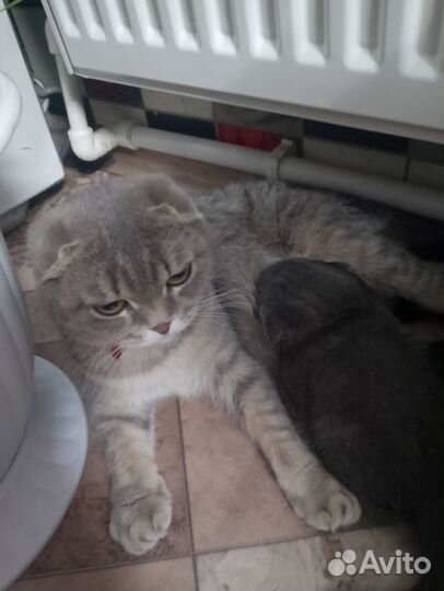 Вислоухие котята