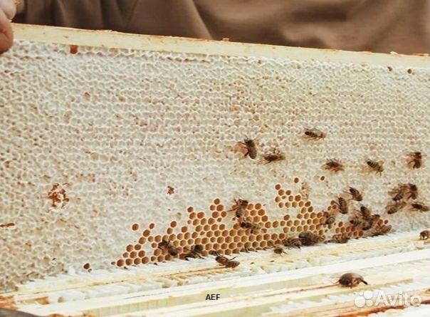 Мед 24 года Алтайский опт