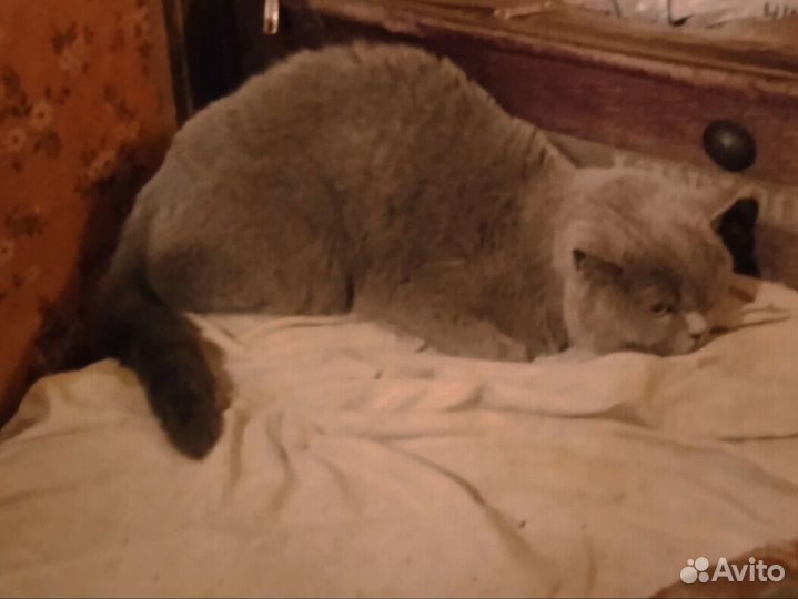 Британская кошка в дар