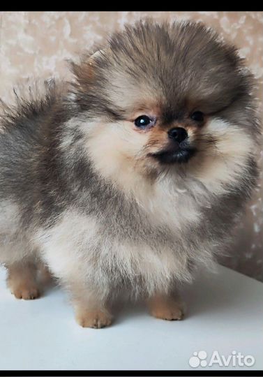 Щенки померанского шпица медвежьего типа мини