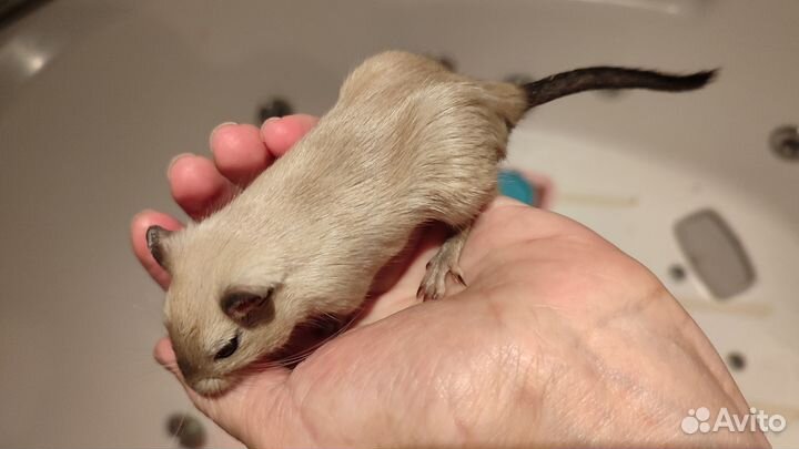 Монгольская песчанка