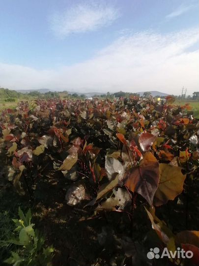 Саженцы лиственных, декоративных, плодовых