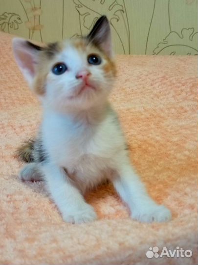 Котенок девочка