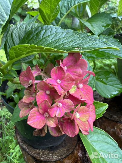 Гортензия крупнолистная/метельчатая взрослые