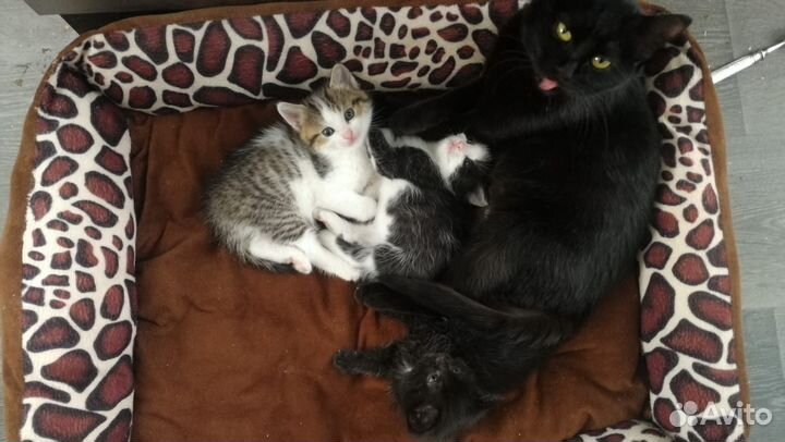 Котята в добрые руки