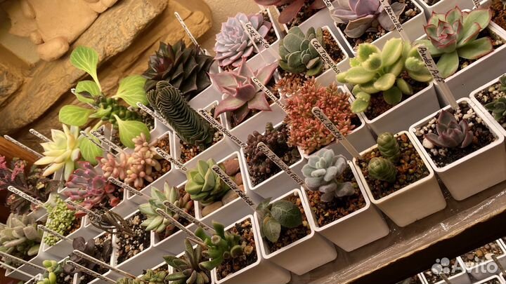 Суккуленты