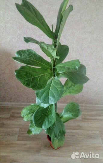 Фикус Мелани. Фикус Лирата