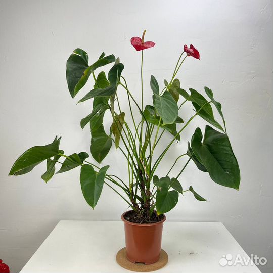 Антуриум Андре