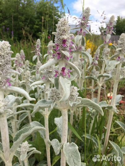 Чистец «овечьи ушки» делянки