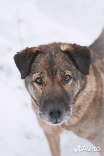 Мане нужен дом. Собака в добрые руки