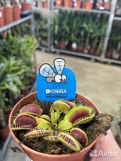 Мухоловка, непентос, саррацения. Хищник