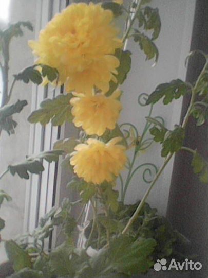 Хризантема