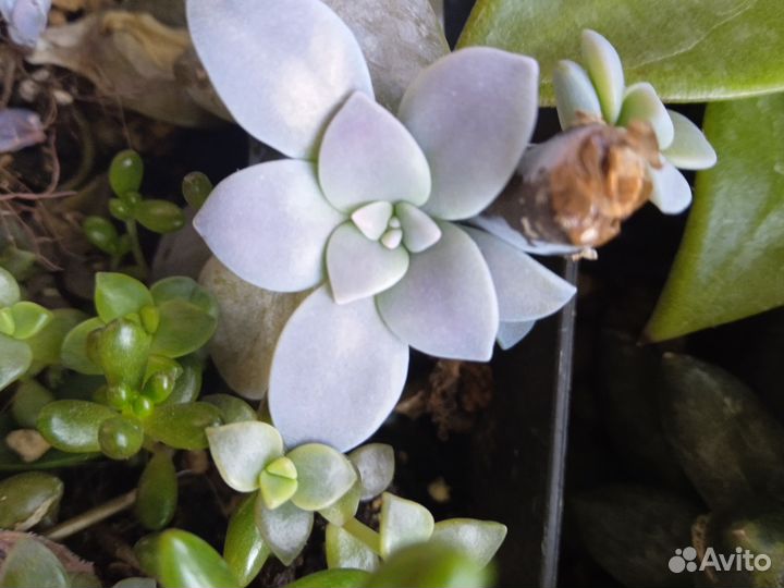 Суккуленты