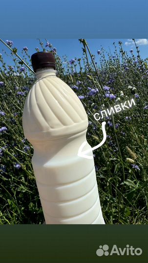 Молоко джерсийской коровы