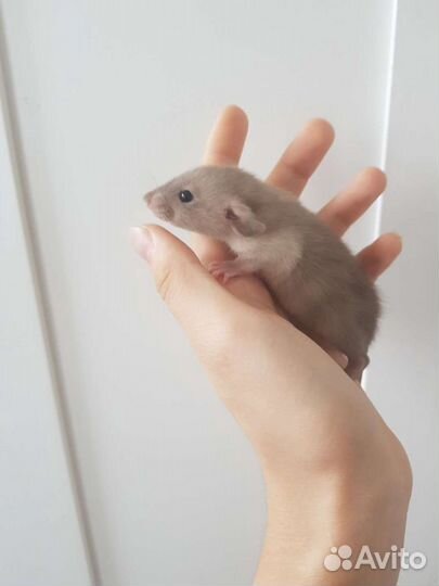 Крысята дамбо шоколадный сиам