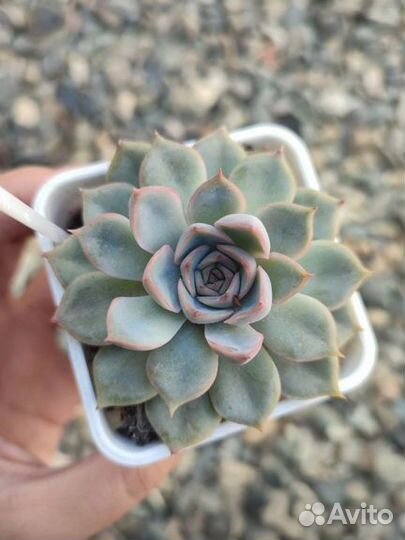 Суккуленты ч. 4