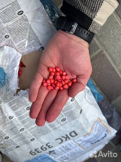 Семена Кукурузы, Среднеспелый гибрид, Оригинал