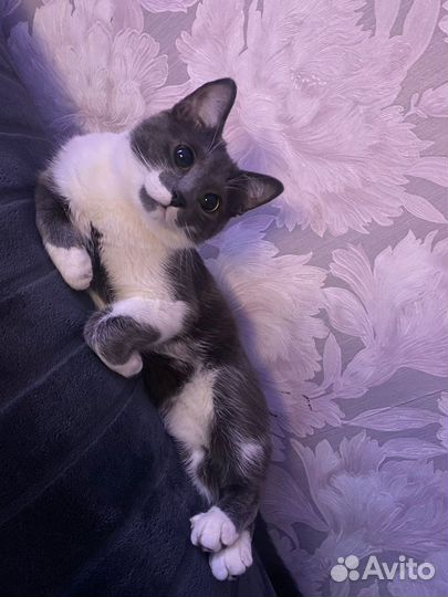 Кот