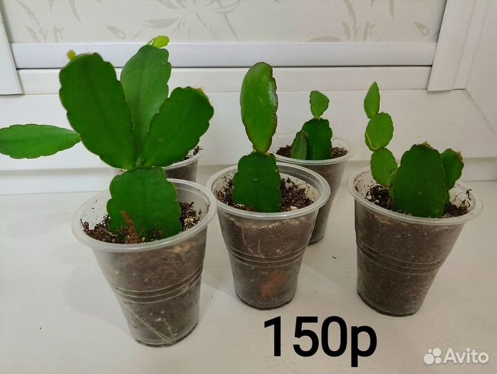 Рипсалидопсис R.rosea, укоренённые черенки