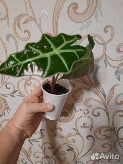 Кротон Голд Сан