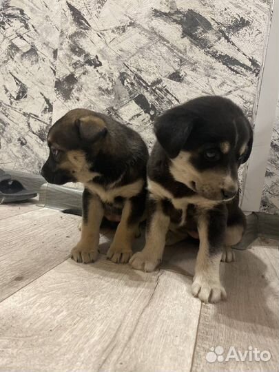 Найдены щенки отдаём в добрые руки