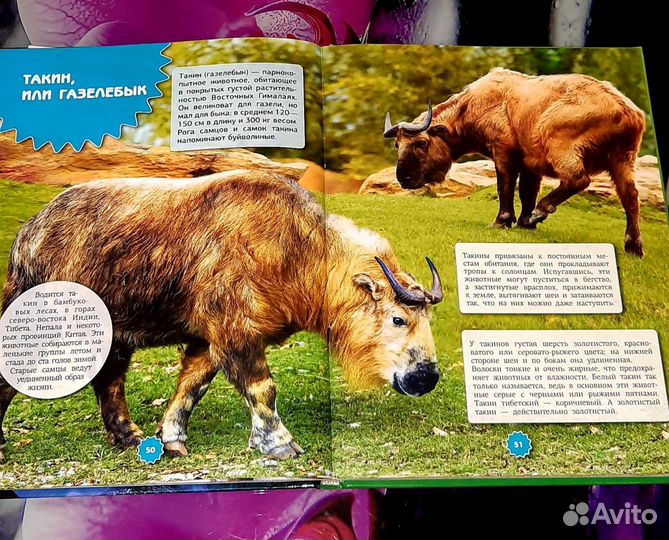 Энциклопедия про животных