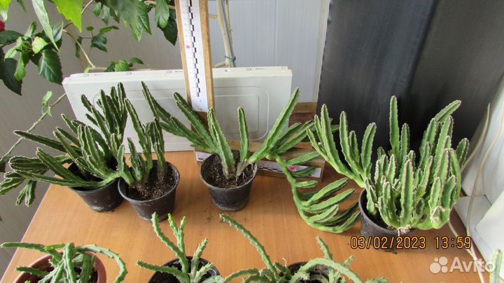 Стапелия Желтая, Красная, Эпифиллум Апрель