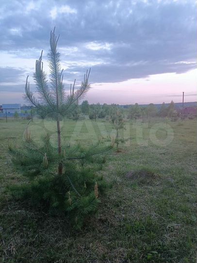 Участок 15 сот. (СНТ, ДНП)