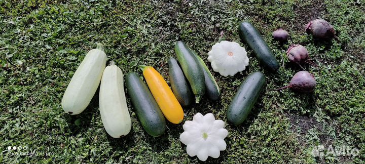 Продам картофель, лук, чеснок, морковь, кабачки