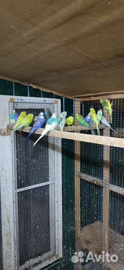 Волнистый попугай