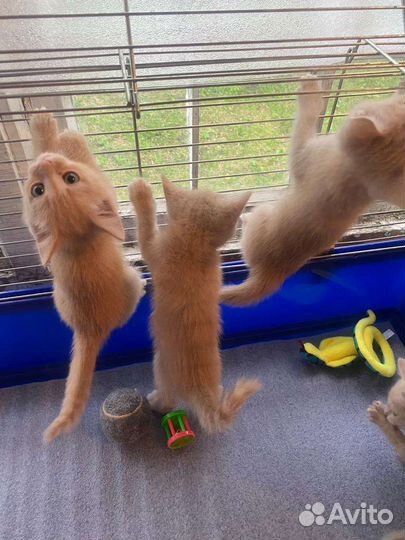 Котята в поиске дома