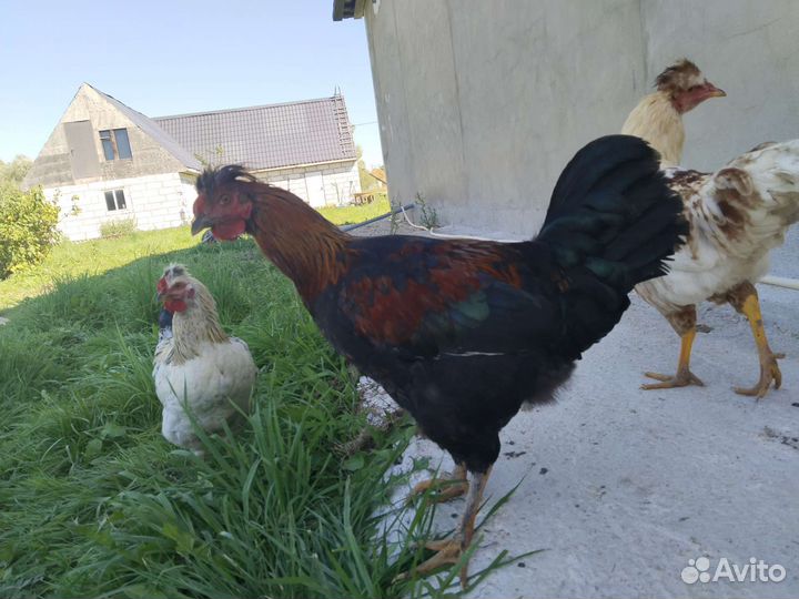 Молодые петухи