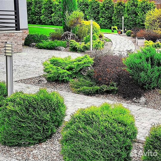 Туи из питомника