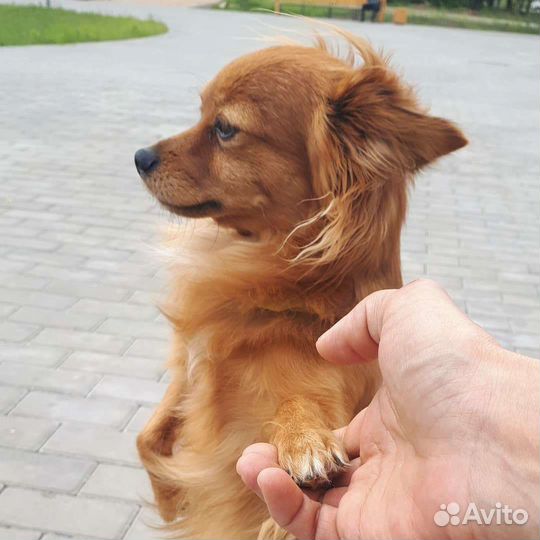 Пинчер с тоем
