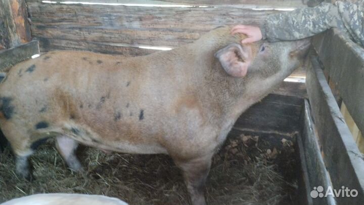 Хряк порода Кантор