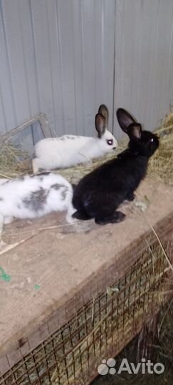 Кролики разных возрастов