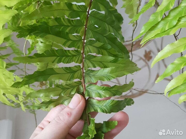 Папоротник Нефролепис вариегатный 'Golden Tiger'